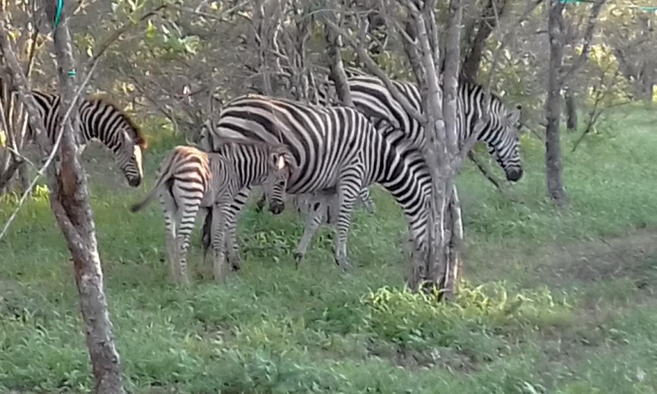 Nanisto Bush Lodge Marloth Park Esterno foto