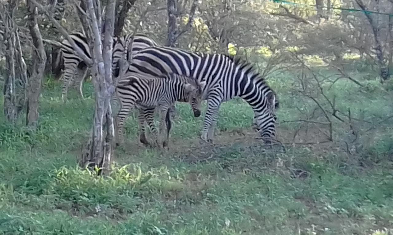 Nanisto Bush Lodge Marloth Park Esterno foto