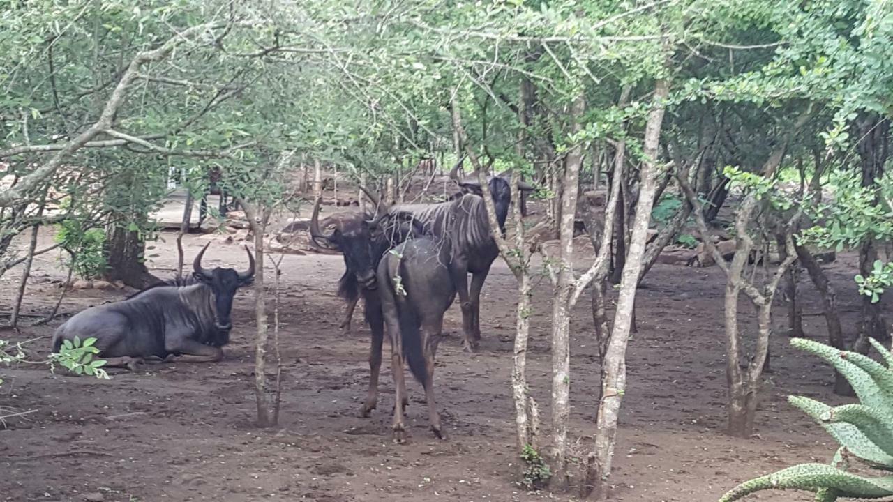 Nanisto Bush Lodge Marloth Park Esterno foto
