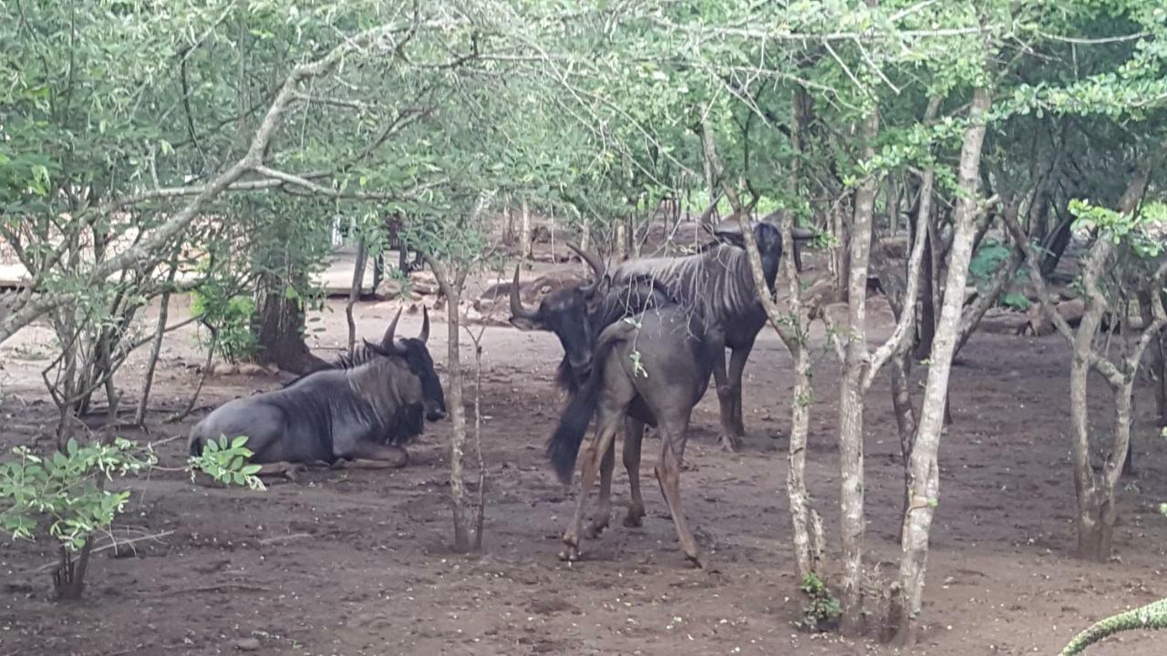 Nanisto Bush Lodge Marloth Park Esterno foto
